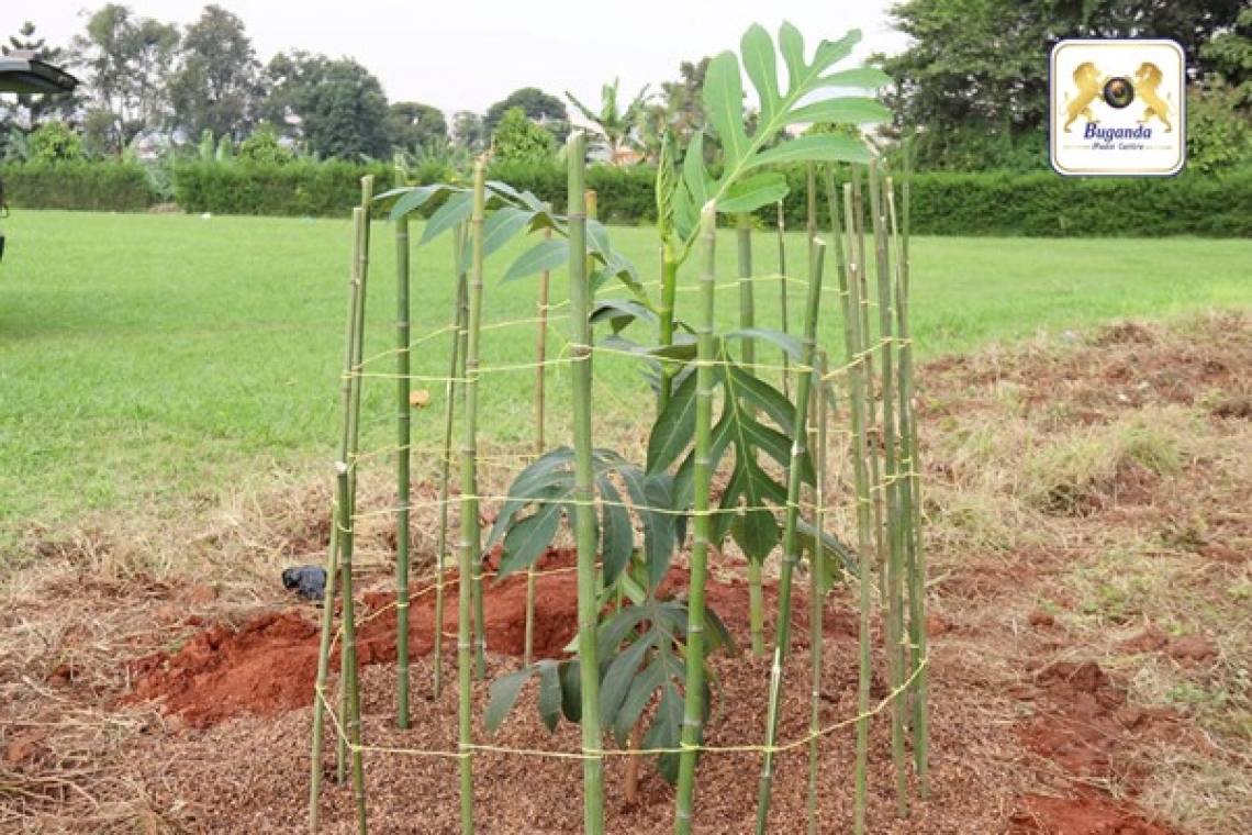 The tree that was planted The tree that was planted